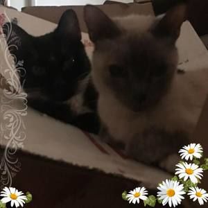 Meet your Posher, De